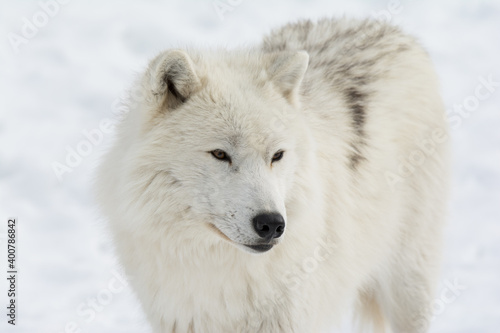 White Arctic Wolf in Quebec Winter