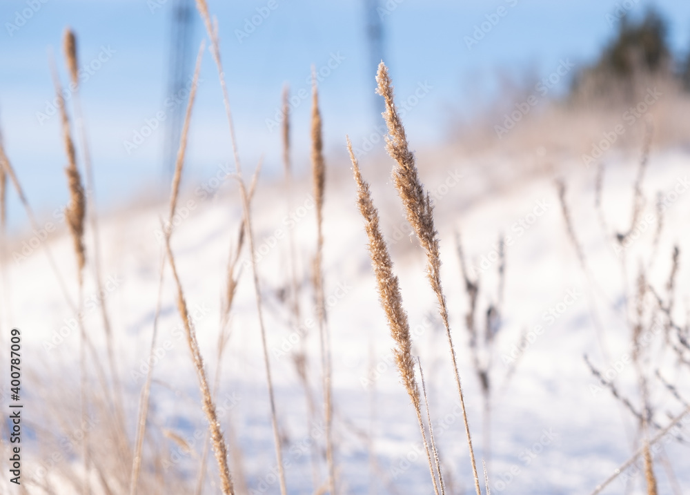 Frozen ears of wheat in the snow. Ears of corn in a winter landscape