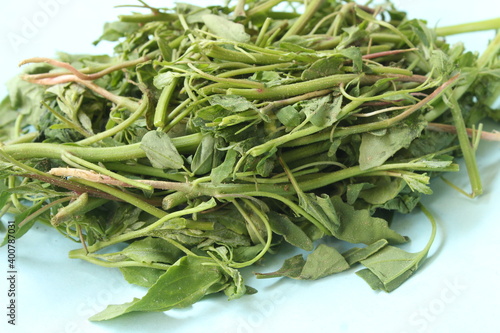 Fresh green bathua leaves photo