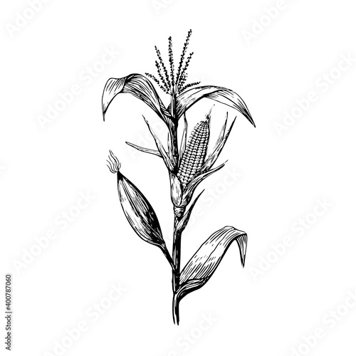 Stem and grains of corn in a sketch style hand drawing on a white background. Leaves and cob black contour line.