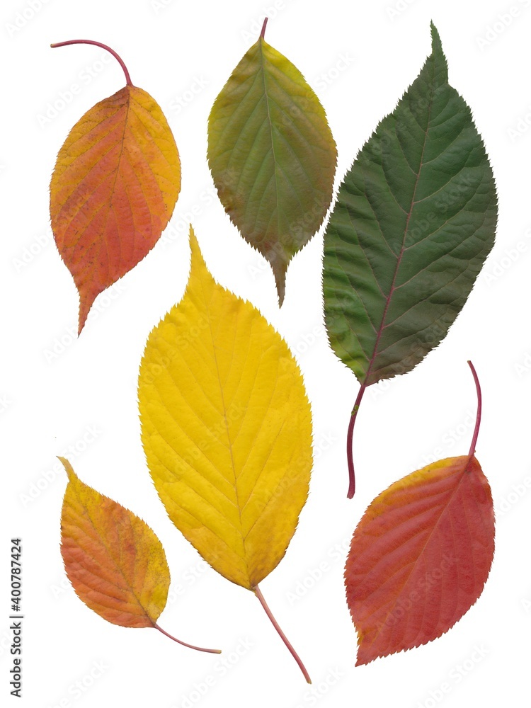 Naklejka premium arrangement of multicolor leaves at autumn isolated close up