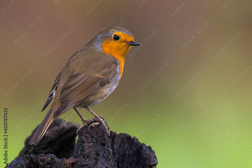 Obraz premium Roodborst; European Robin; Erithacus rubecula
