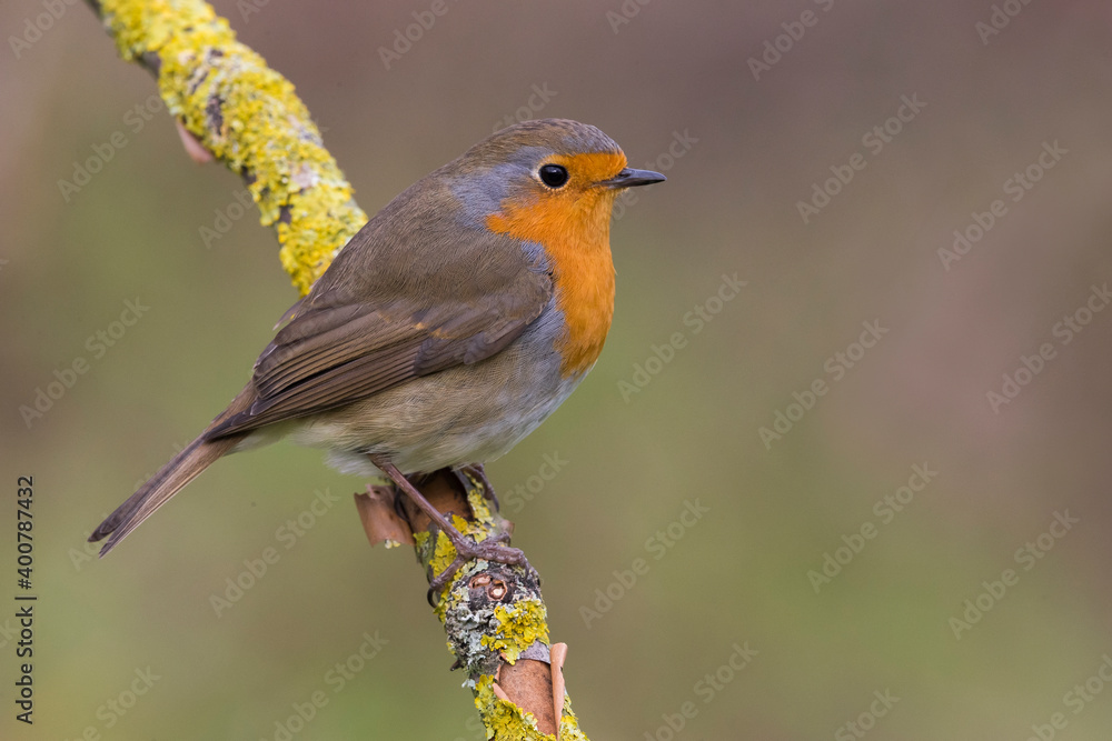 Obraz premium Roodborst; European Robin; Erithacus rubecula
