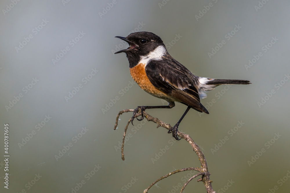 Roodborsttapuit; European Stonechat; Saxicola rubicola Roodborsttapuit; European Stonechat; Saxicola rubicola