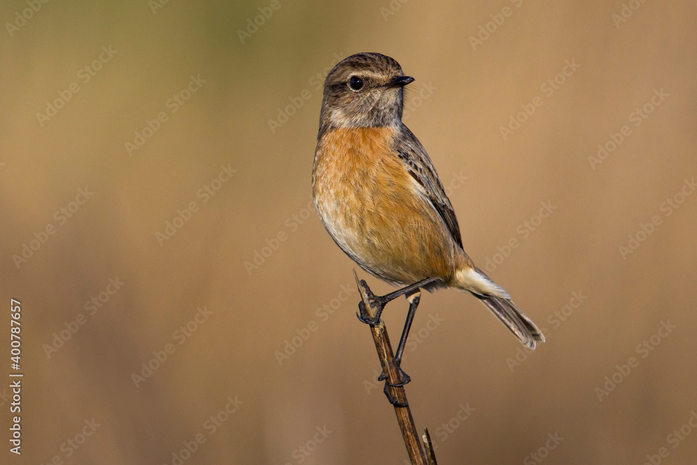Fototapeta premium Roodborsttapuit, European Stonechat, Saxicola torquata