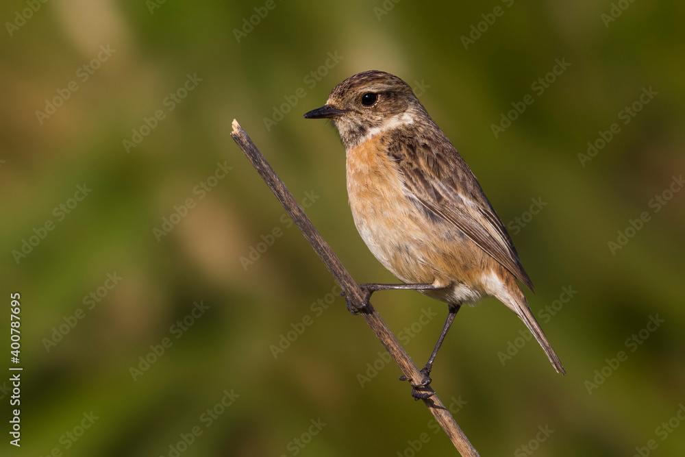 Roodborsttapuit; European Stonechat; Saxicola rubicola Roodborsttapuit; European Stonechat; Saxicola rubicola