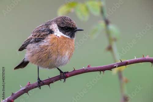 Roodborsttapuit; European Stonechat; Saxicola rubicola