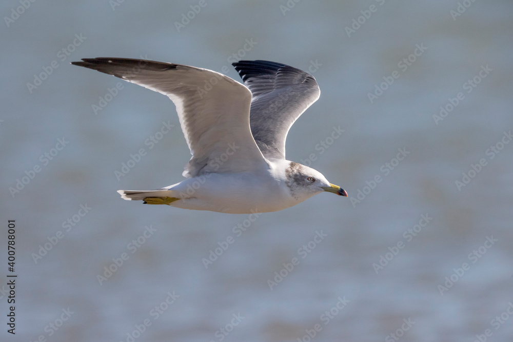 Fototapeta premium Japanse Meeuw; Black-tailed Gull; Larus crassirostris