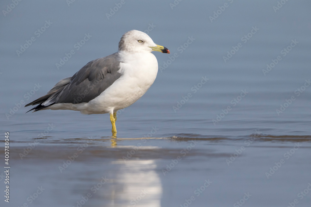 Japanse Meeuw; Black-tailed Gull; Larus crassirostris Japanse Meeuw; Black-tailed Gull; Larus crassirostris