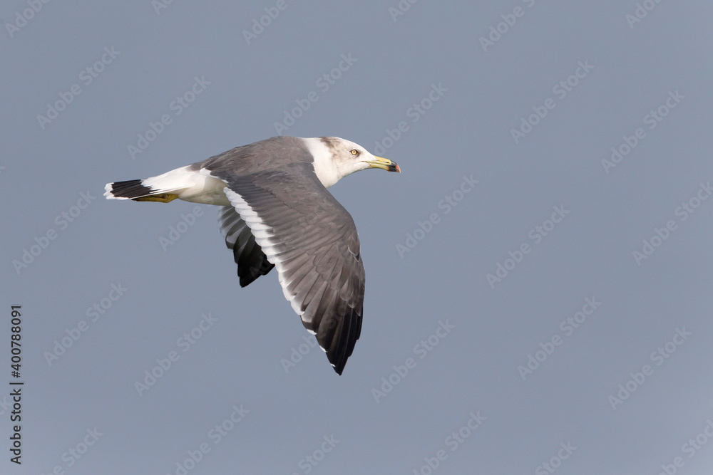 Japanse Meeuw; Black-tailed Gull; Larus crassirostris