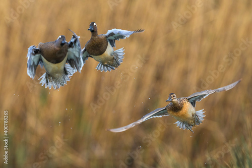 Obraz na płótnie Zomertaling, Garganey, Anas guerguedula