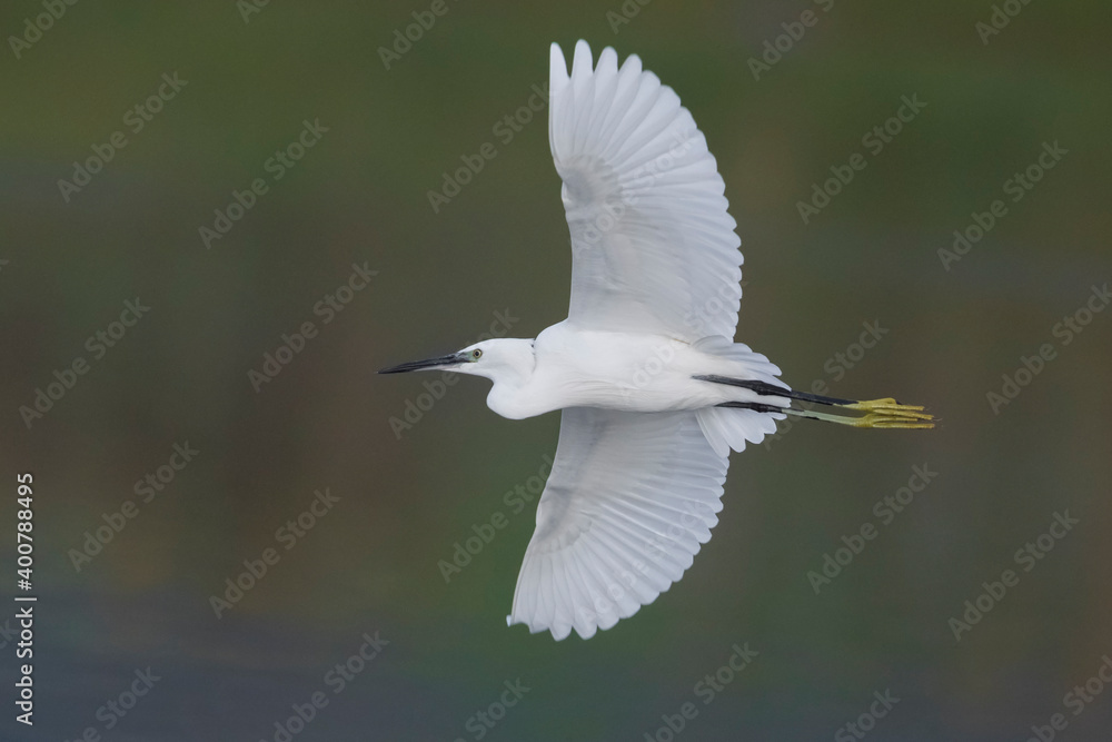 Kleine Zilverreiger; Little Egret; Egretta garzetta Kleine Zilverreiger; Little Egret; Egretta garzetta