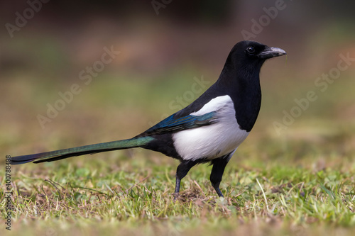 Ekster, Eurasian Magpie, Pica pica