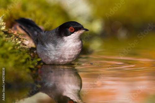 Kleine Zwartkop; Sardinian Warbler; Sylvia melanocephala photo