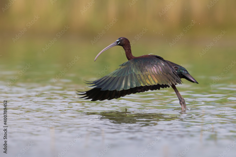 Zwarte Ibis; Glossy Ibis; Plegadis falcinellus;
