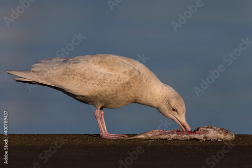 Gabbiano glauco; Glaucous Gull; Larus hyperboreus photo