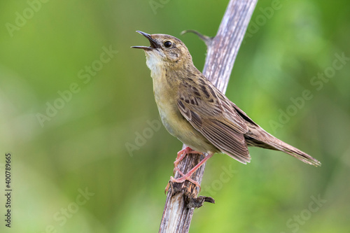 Sprinkhaanzanger; Grasshopper Warbler; Locustella naevia straminea photo