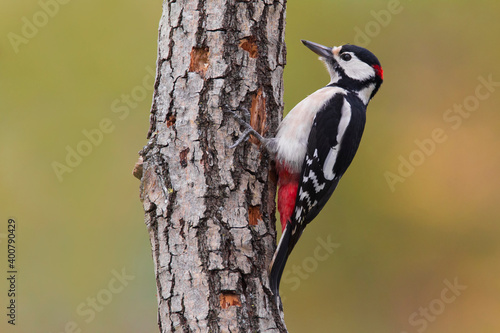 Grote Bonte Specht; Great Spotted Woodpecker; Dendrocopos major photo