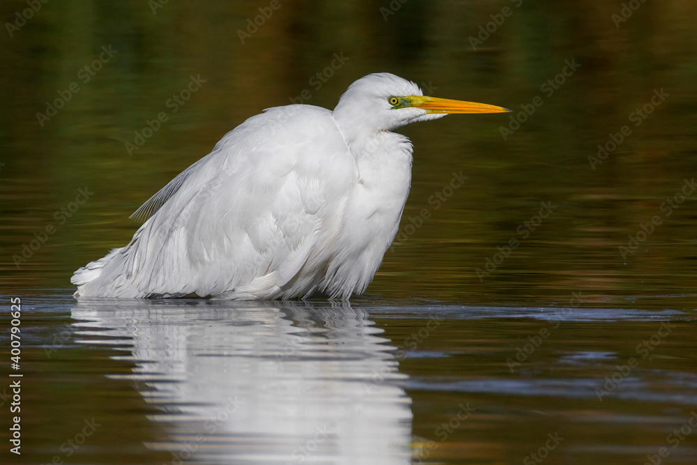 Grote Zilverreiger, Great Egret, Egretta alba Grote Zilverreiger, Great Egret, Egretta alba