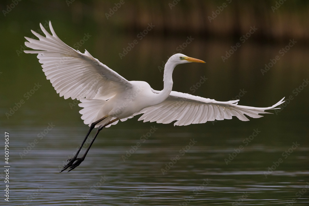Grote Zilverreiger, Great Egret, Egretta alba Grote Zilverreiger, Great Egret, Egretta alba