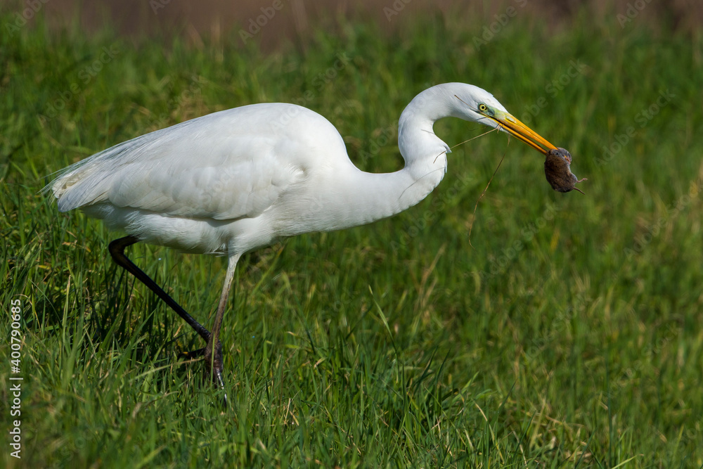 Grote Zilverreiger, Great Egret, Egretta alba Grote Zilverreiger, Great Egret, Egretta alba