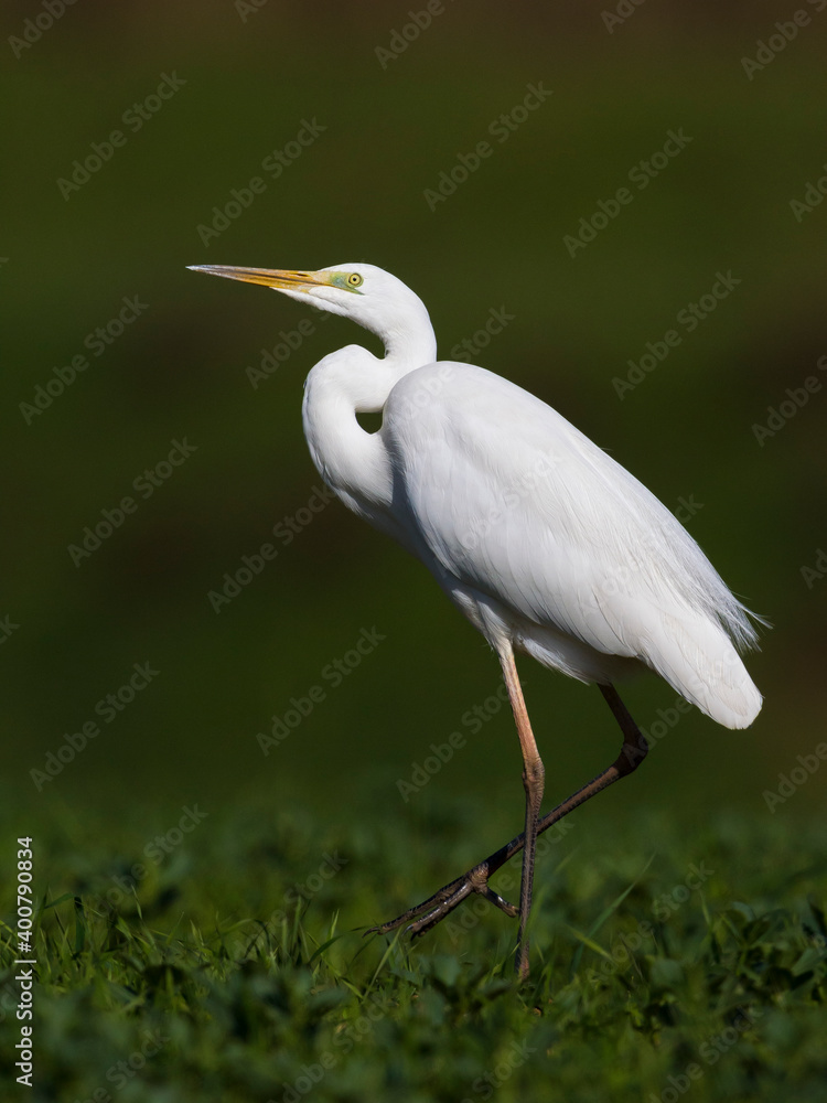 Grote Zilverreiger, Great Egret, Egretta alba Grote Zilverreiger, Great Egret, Egretta alba
