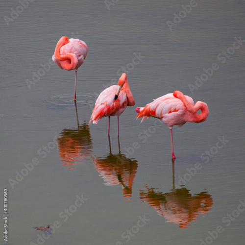 Greater Flamingo (Phoenicopterus roseus) at Isabela, Galapagos Islands, Ecuador photo