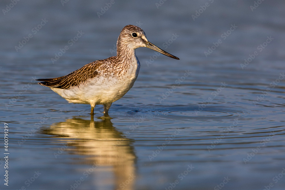 Groenpootruiter, Common Greenshank; Tringa nebularia Groenpootruiter, Common Greenshank; Tringa nebularia