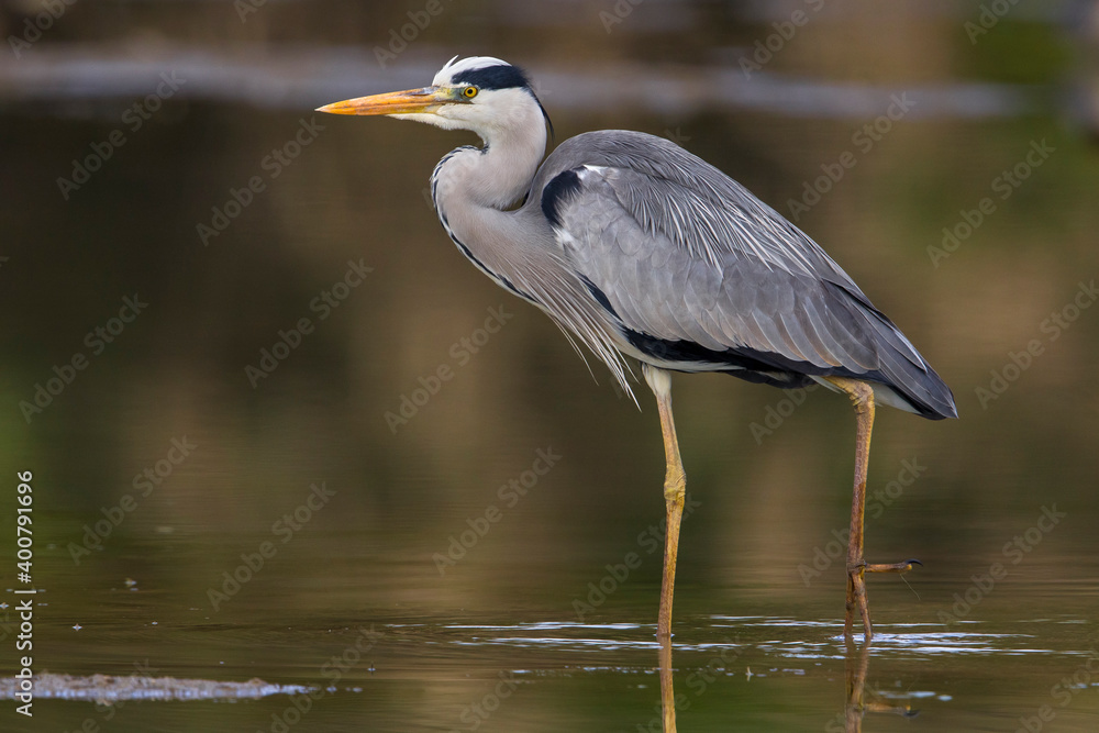 Blauwe Reiger, Grey Heron; Ardea cinerea Blauwe Reiger, Grey Heron; Ardea cinerea