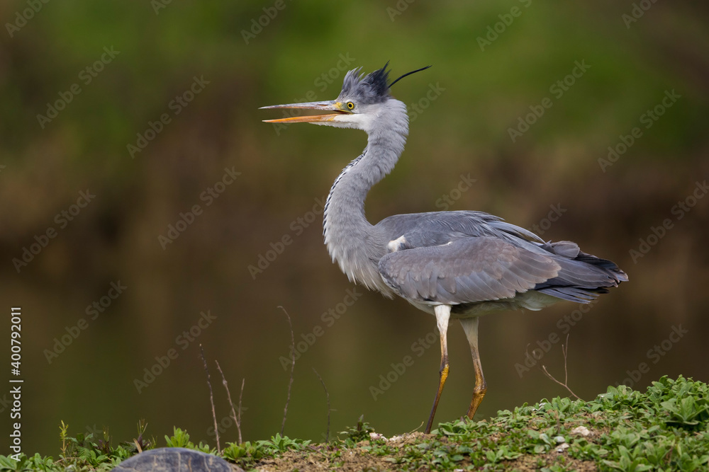 Blauwe Reiger; Grey Heron; Ardea cinerea Blauwe Reiger; Grey Heron; Ardea cinerea