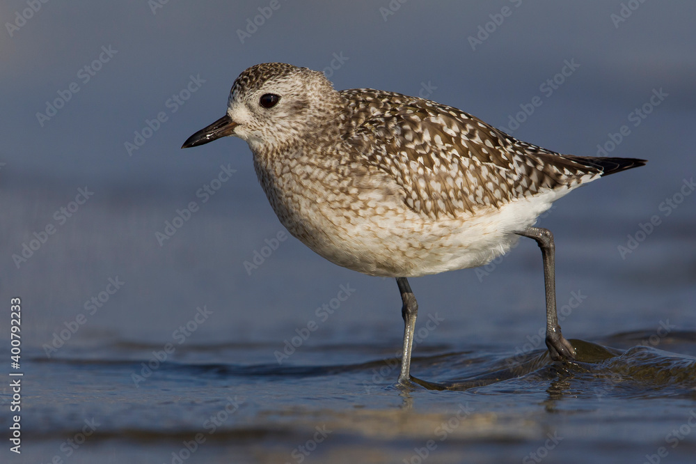 Zilverplevier; Grey Plover; Pluvialis squatarola Zilverplevier; Grey Plover; Pluvialis squatarola