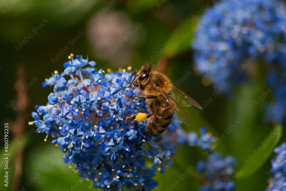 Abeille butinant dans des fleurs bleu Abeille butinant dans des fleurs bleu