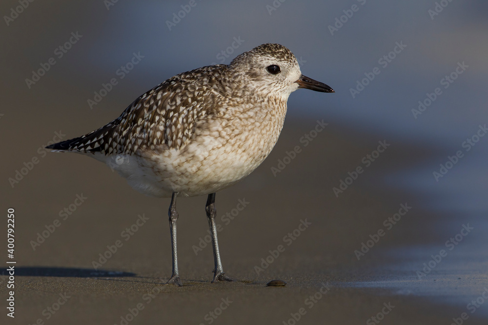 Zilverplevier; Grey Plover; Pluvialis squatarola Zilverplevier; Grey Plover; Pluvialis squatarola