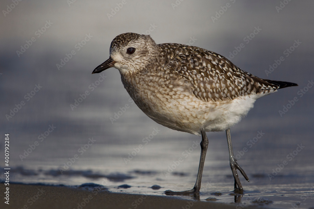 Zilverplevier; Grey Plover; Pluvialis squatarola Zilverplevier; Grey Plover; Pluvialis squatarola