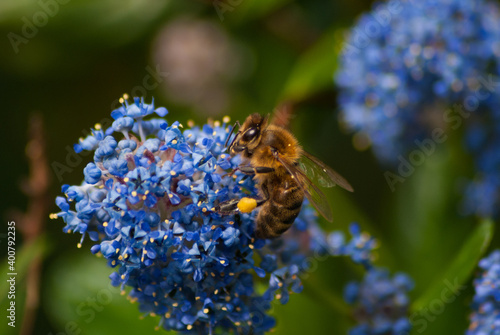 Abeille butinant dans des fleurs bleu © pdhallu