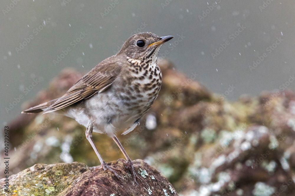 Fototapeta premium Grijswangdwerglijster, Grey-cheeked Thrush; Catharus minimus