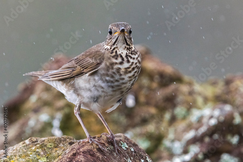 Grijswangdwerglijster, Grey-cheeked Thrush; Catharus minimus photo