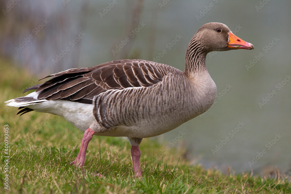 Grauwe Gans; Greylag Goose; Anser anser Grauwe Gans; Greylag Goose; Anser anser
