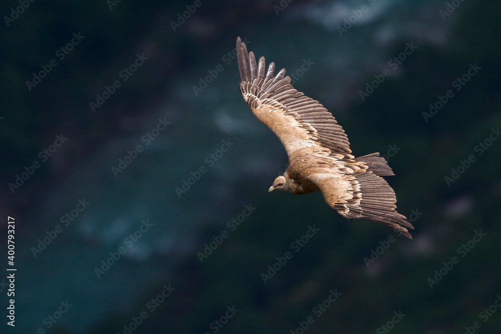 Vale Gier, Griffon Vulture, Gyps fulvus Vale Gier, Griffon Vulture, Gyps fulvus