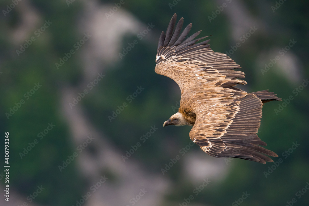 Fototapeta premium Vale Gier, Griffon Vulture, Gyps fulvus