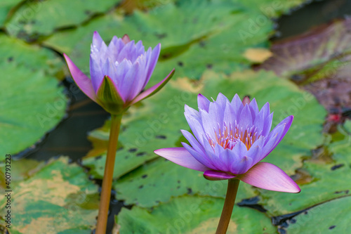 A pair of Blue water lily flower blooming in the pond at the park in Shenzhen  China