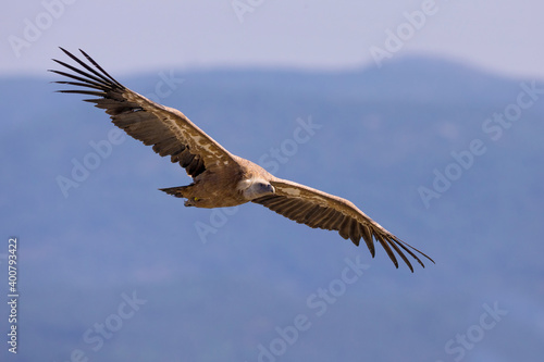Vale Gier  Griffon Vulture  Gyps fulvus