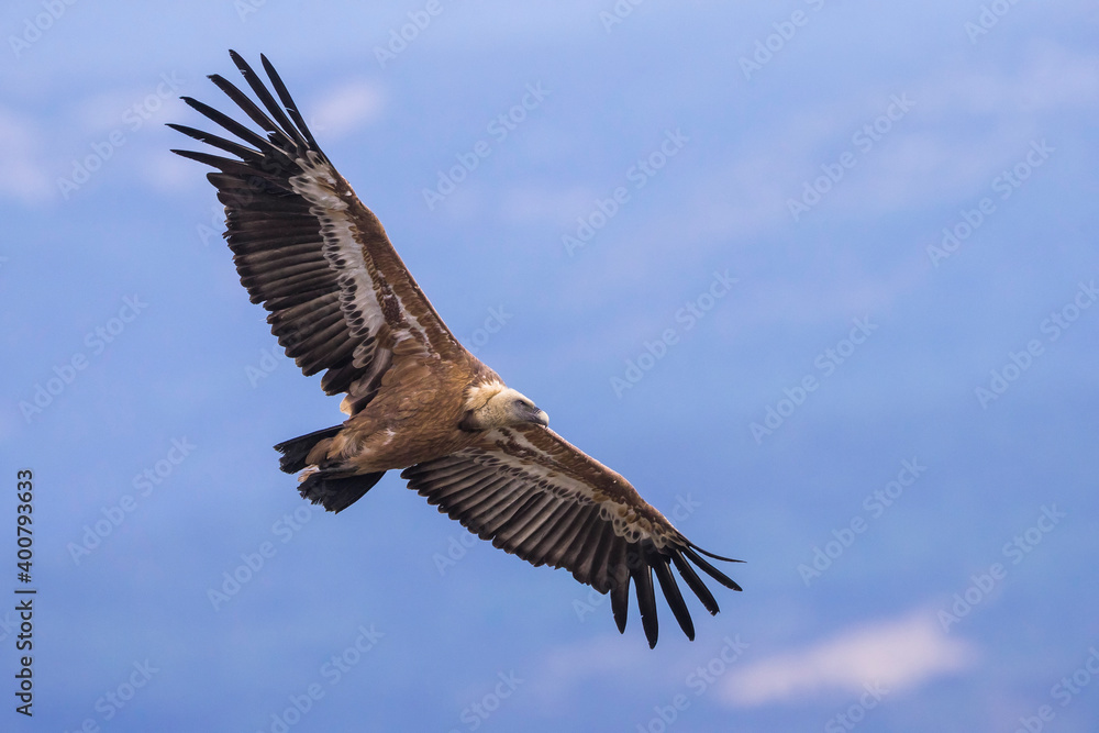 Vale Gier, Griffon Vulture, Gyps fulvus Vale Gier, Griffon Vulture, Gyps fulvus