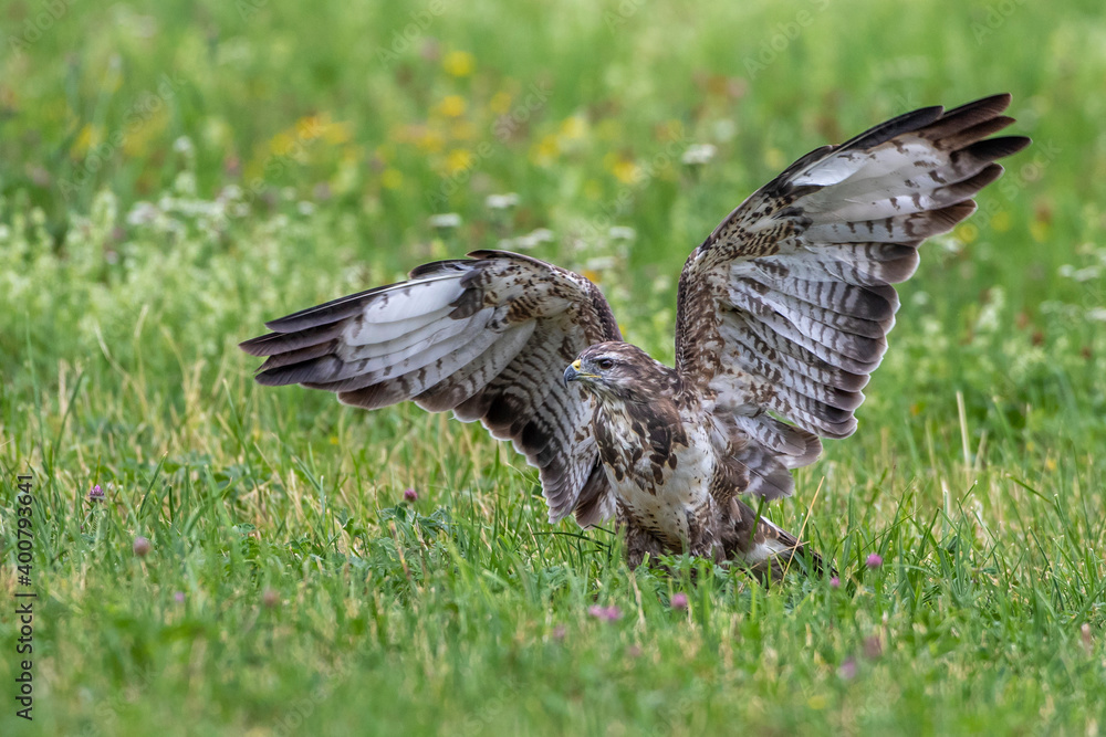 Obraz premium Mäusebussard (Buteo buteo)