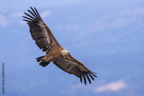 Vale Gier  Griffon Vulture  Gyps fulvus