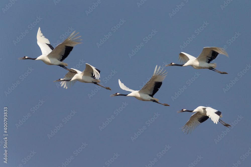 Chinese Kraanvogel; Red-crowned Crane; Grus japonensis