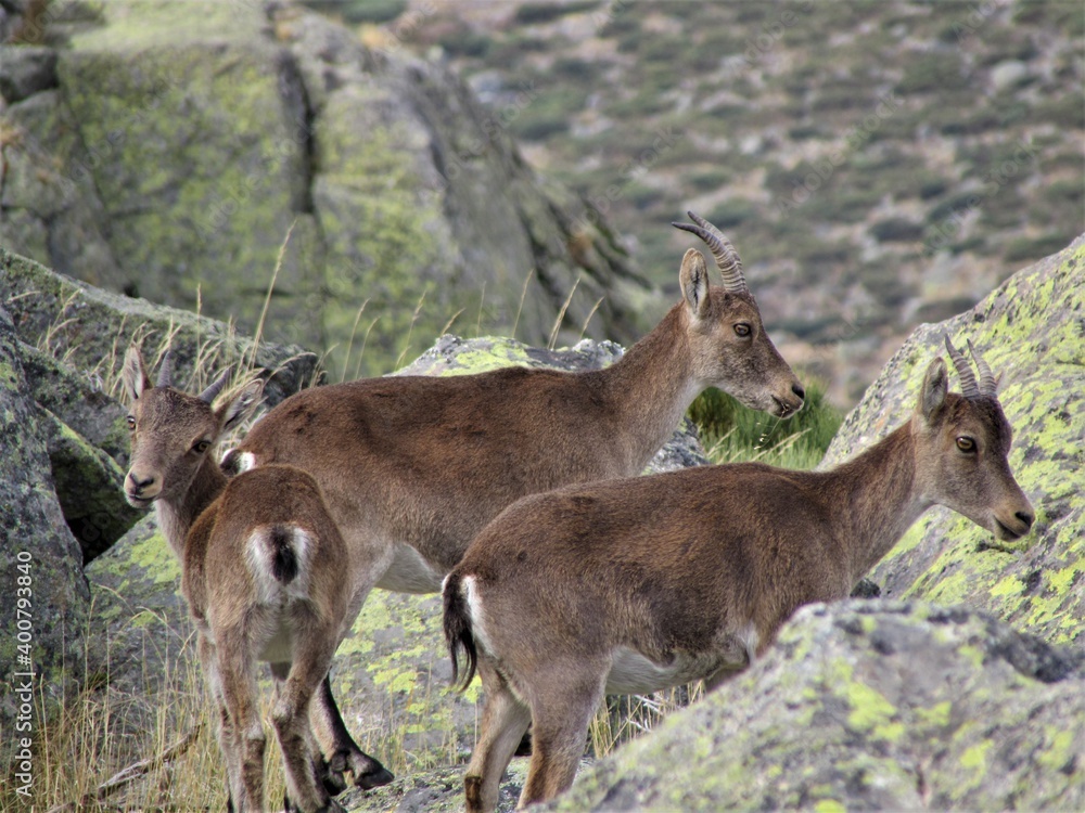 Fototapeta premium brown mountain goat living free