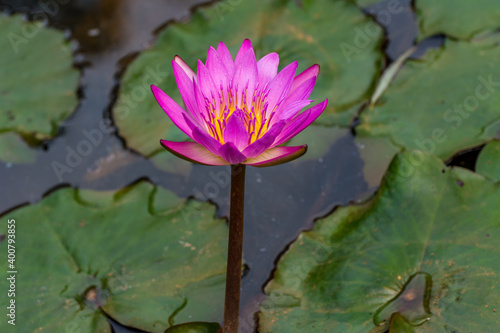 Pink water lily flower and green leaves growing in the pond in autumn in Shenzhen  China