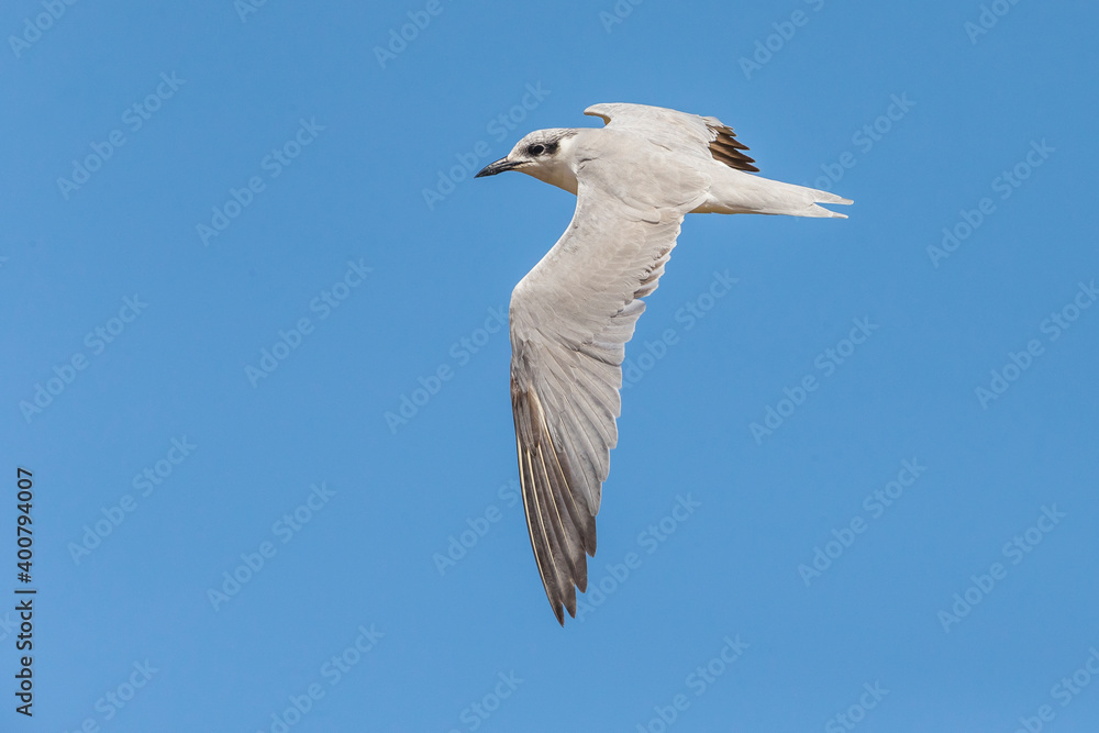 Lachstern; Gull-billed Tern; Gelochelidon nilotica Lachstern; Gull-billed Tern; Gelochelidon nilotica