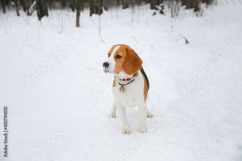 Fototapeta Naklejka Na Ścianę i Meble -  Beagle dog puppy walking and having fun in a snowy winter forest